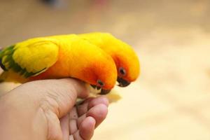 Parrots eat food in human hands photo