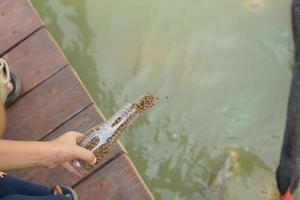 niño mano alimentación el pescado en el estanque foto