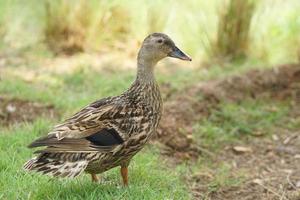 duck walking in the garden photo