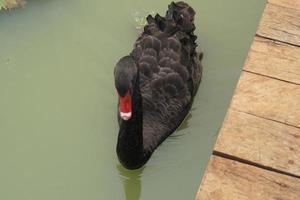 Ducks float on the water surface in the garden. photo