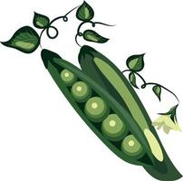 Vector image of peas. Pea pods with flowers and leaves. Peas.