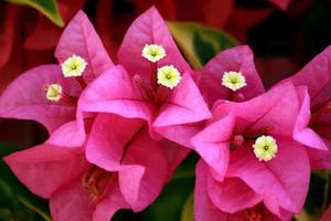 Blossom pink flowers. photo