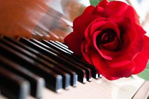 Red rose on a piano photo