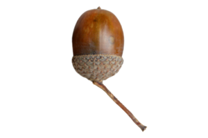 Brown acorn isolated on a transparent background png