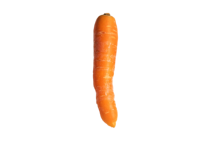 Fresh carrot isolated on a transparent background png