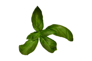 Fresh basil isolated on a transparent background png