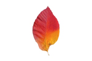 Red leaf isolated on a transparent background png