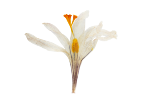 White flower isolated on a transparent background png