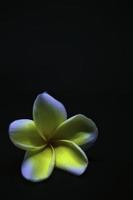 a white flower on a black background photo