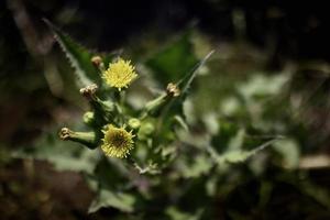 cerca arriba de salvaje flores en el césped foto