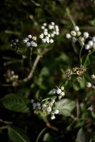 close up of wild flowers in the grass photo