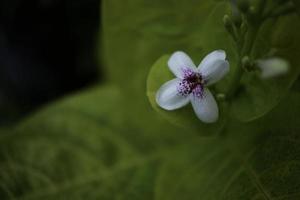 bonito flor en el hoja foto