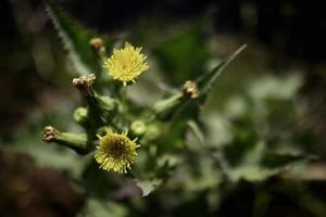 close up of wild flowers in the grass photo