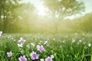 The spring flower field with . photo