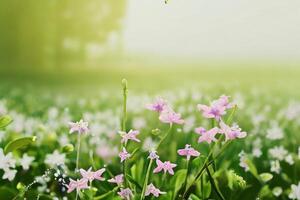 The spring flower field with . photo