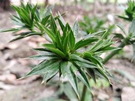 naturaleza fotografía en al aire libre foto