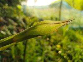 naturaleza fotografía en al aire libre foto