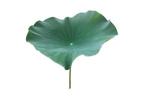 Isolated waterlily or lotus plant with clipping paths. photo