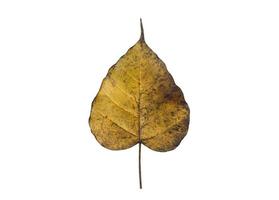 Isolated old and dry peepul leaf with clipping paths. photo