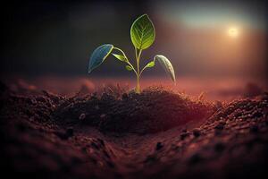 illustration of a new life idea. Springtime sees little plants on the ground, developing plant and dawn light, fresh, seed, image with a modern agricultural theme photo