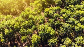 Aerial view of landscape forest photo