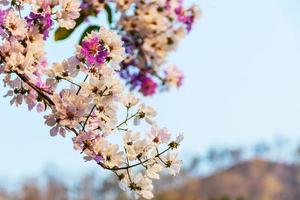 hermosa flor de lagerstroemia floribunda foto