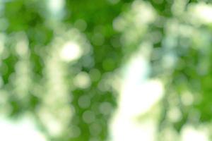 natural green bokeh abstract background,blurred textured photo