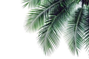 leaf coconut tree isolated on white background,Green leaves pattern photo