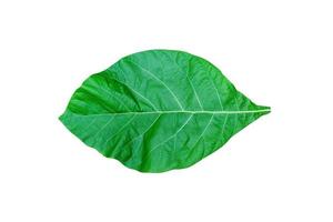 Green leaves pattern,leaf teak isolated on white background,include clipping path photo