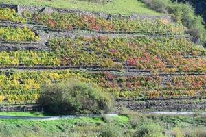 Colorful Autumn Vineyards photo