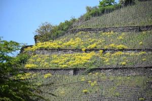 Colorful Autumn Vineyards photo