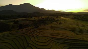 magnifique Matin vue Indonésie. panorama paysage paddy des champs avec beauté Couleur et ciel Naturel lumière video