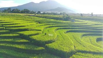 Beautiful morning view indonesia. Panorama Landscape paddy fields with beauty color and sky natural light video