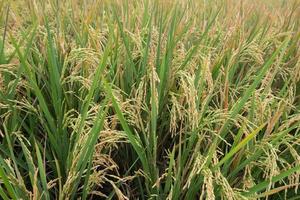 arroz Listo a cosecha en el campo con natural antecedentes en Indonesia. foto
