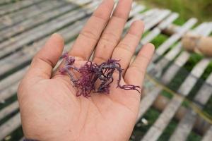 Dried seaweed in farmer's hands. Algae cultivation photo