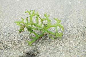 Cultivation of green seaweed in a seaweed plantation in Lampung, Indonesia photo