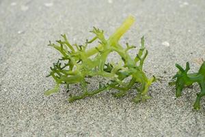 Cultivation of green seaweed in a seaweed plantation in Lampung, Indonesia photo