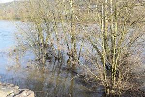 Trees in the flood photo