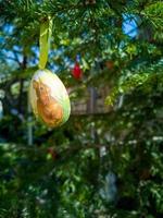 Easter Eggs on the trees. Traditional bulgarian national decoration for Easter. photo