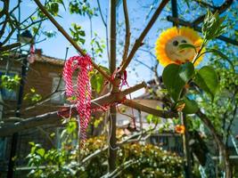 Blossoming cherry tree decorated tied Martenitsi.Symbol of approaching spring. Baba Marta day Bulgaria.  Wearing a martenitsa is a wish for good health.Tradition of welcoming spring in Bulgaria. photo