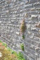 Wall with Plants Growing in Stone photo