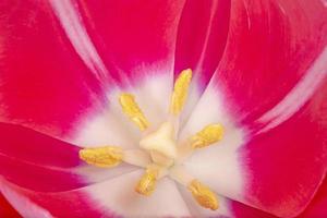 close up of beautiful pink tulip photo