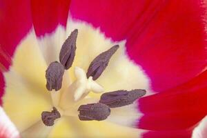 close up of red tulip flower photo