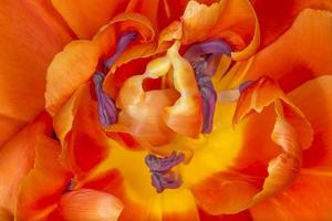 close up of orange tulip photo