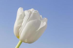 close up of white tulip against blue sky photo