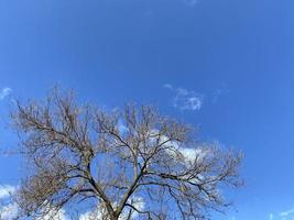 corona de desnudo árbol en contra azul cielo a invierno foto