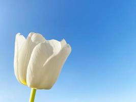white tulip flower against clear blue sky photo