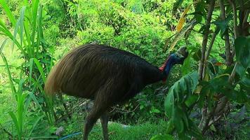 Kasuar ist einer von zwei Gattungen von Vögel im das Familie casuariidae. diese Gattung besteht von drei Spezies von Kasuar welche sind sehr groß und kann nicht fliegen video