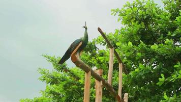 ein weiblich Pfau im das wild mit Hügel im das Hintergrund video