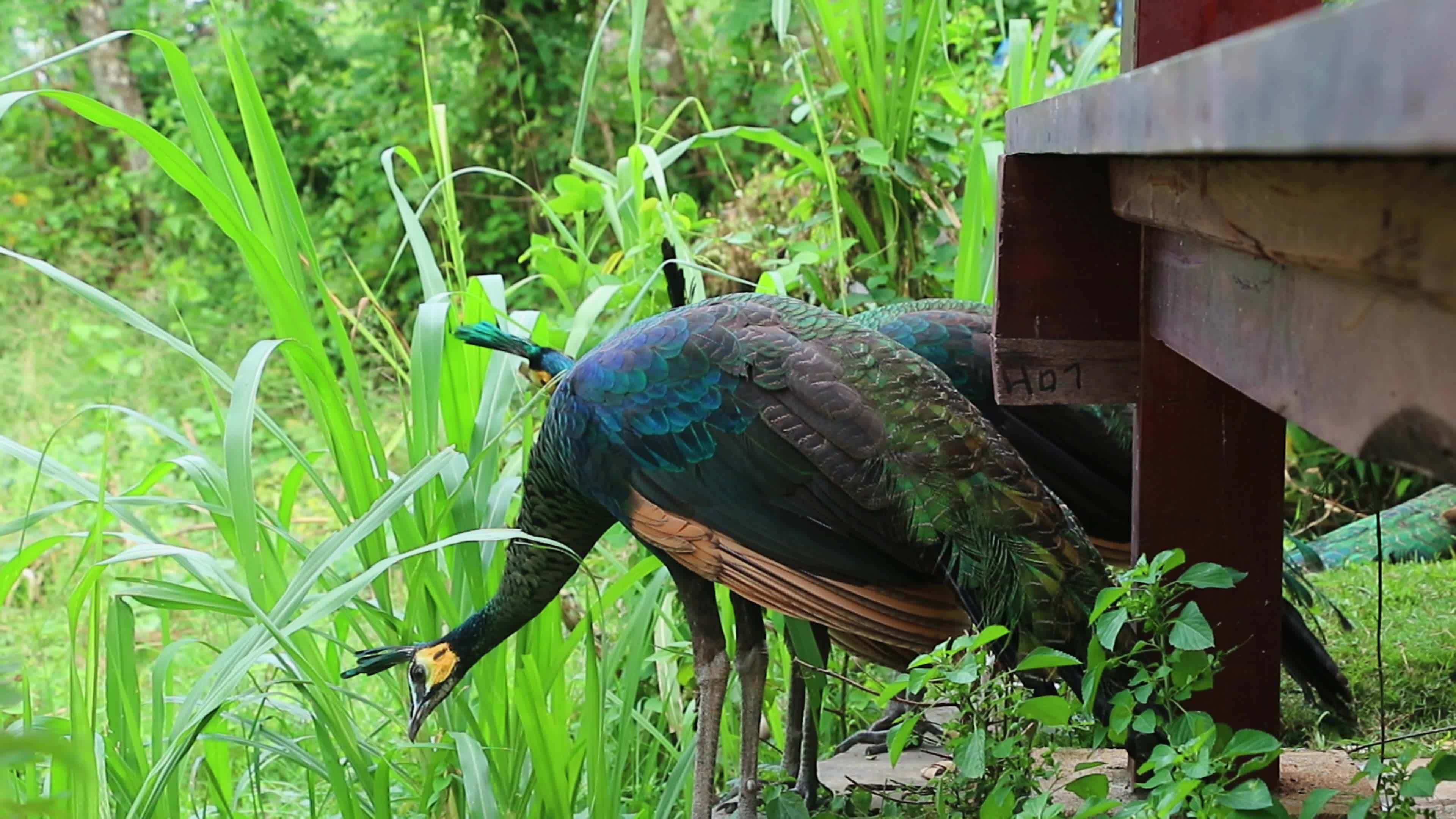 Stunning Green Feathers